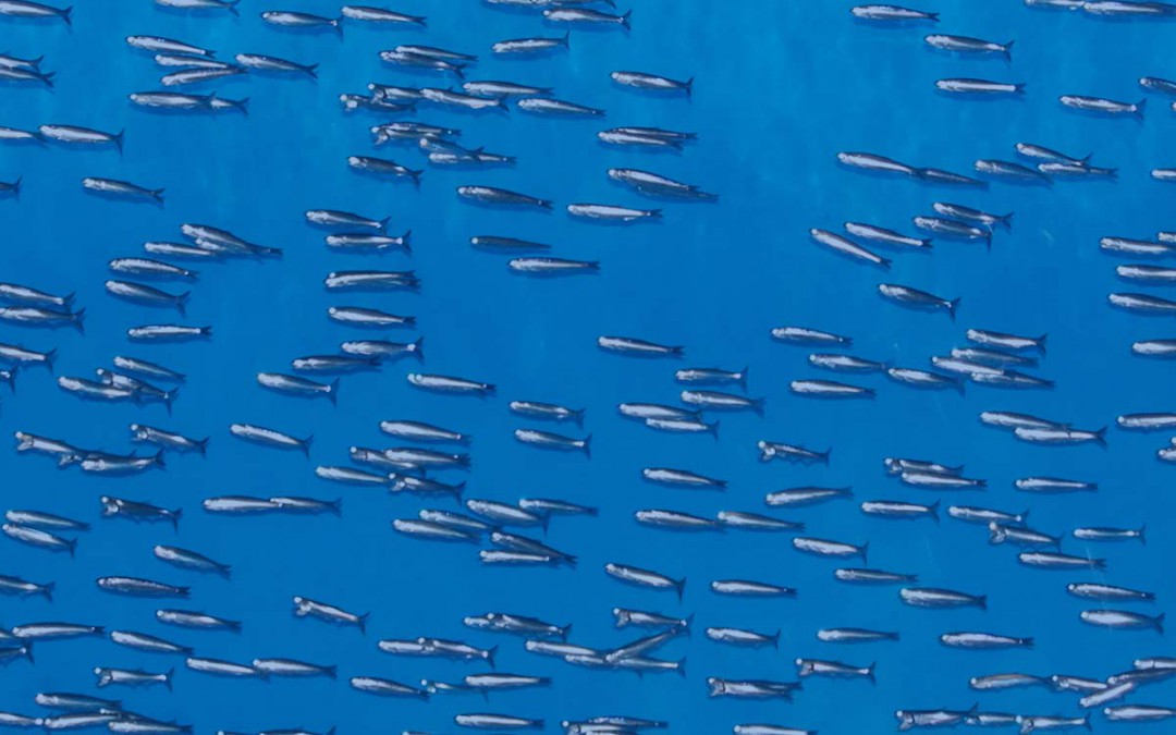 Tests prove fish-friendly credentials